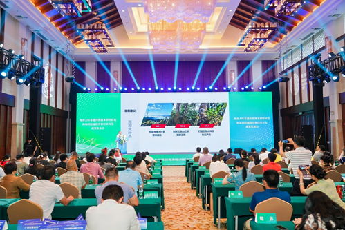 海南大叶茶 山茶家族的新成员，热带雨林的独特馈赠